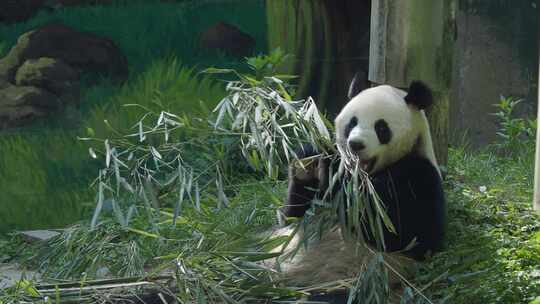 大熊猫胃口真好