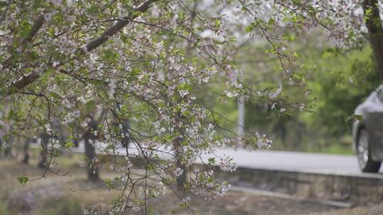 樱花飘落