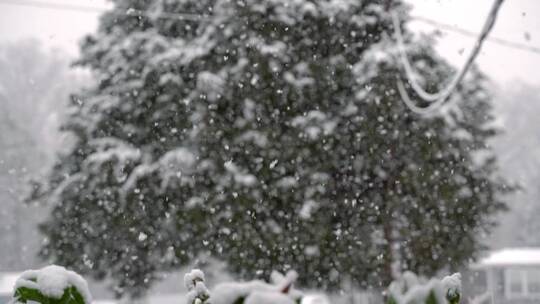 暴风雪中的松树