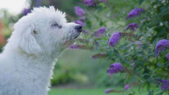 狗，花园，Coton De Tulear