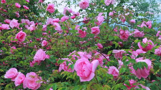 盛开的玫瑰花丛
