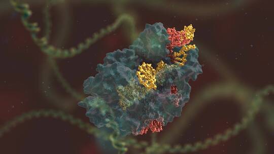 生物科学 基因编辑 DNA 基因工程 医学动画