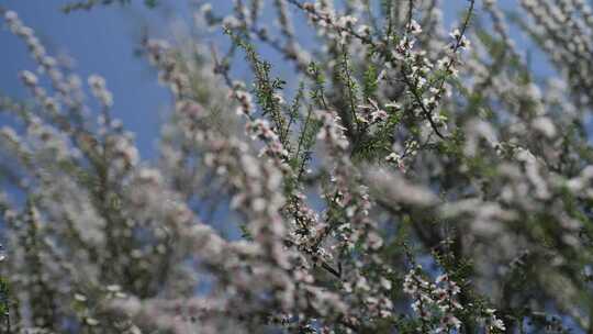 新西兰Manuka麦卢卡花丛 蜜蜂在花上采蜜