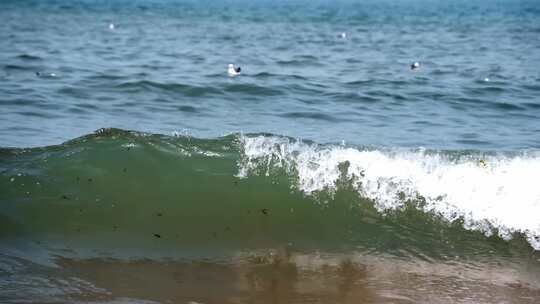 海面海浪上飞翔的海鸥