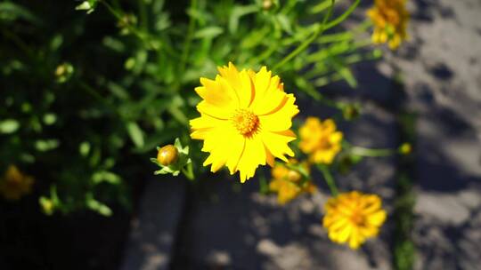 菊花金鸡菊黄色花瓣