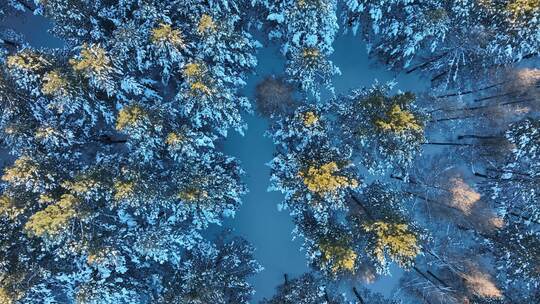 森林俯拍寒冬雪地樟子松林树挂雪松雪景