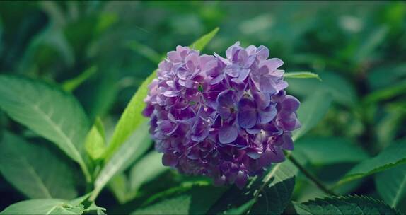 紫色的八仙花