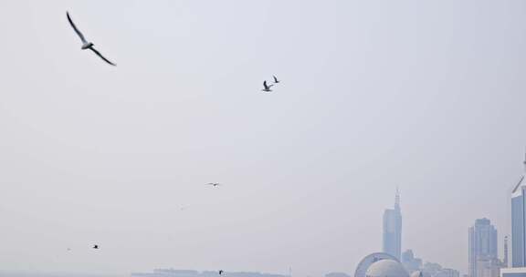 大海海面飞翔的海鸥