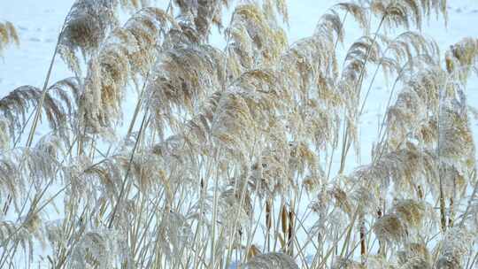 北方田野草卷蒲草芦花冰雪冰霜