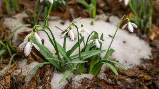 冰雪融化露出盛开鲜花