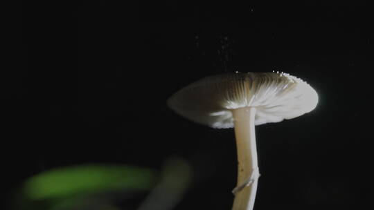 4K蘑菇真菌孢子释放升格