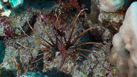 Spotfin Lionfish，红海，