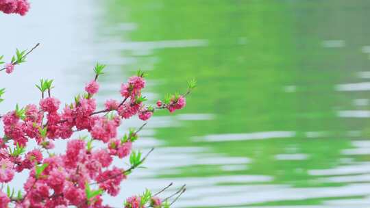 杭州西湖春天桃花盛开风景