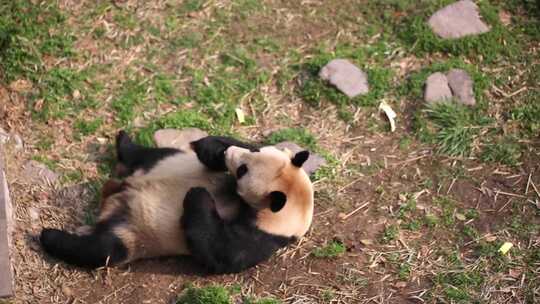 熊猫吃竹子生活国宝大熊猫活动日常