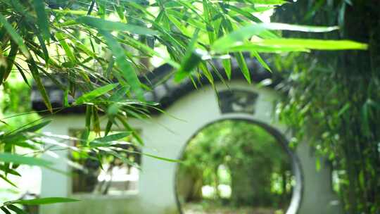 江南园林竹子竹叶阳光下的光影空镜