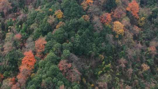 杭州富阳墅溪村林峰山森林秋色航拍