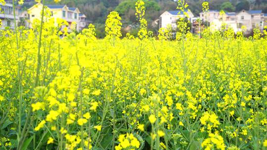 油菜花 春游踏青 游玩公园