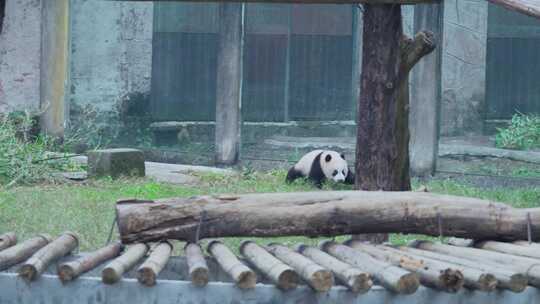 国宝熊猫幼崽宝宝