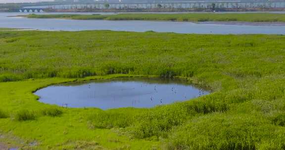 杭州钱塘大湾区湿地公园航拍视频