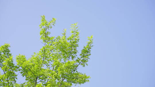 夏天阳光树叶唯美空镜头意境植物