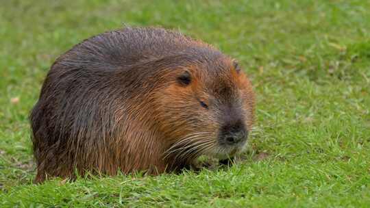 海狸鼠、食草动物、Coypu、啮齿动物