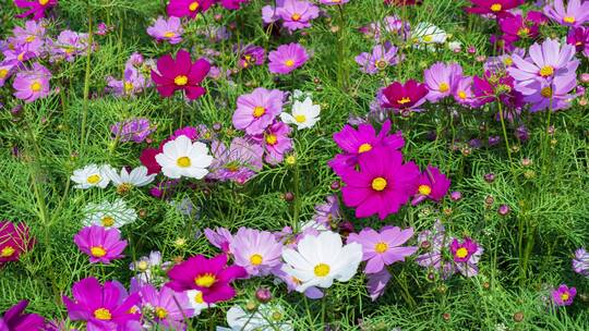 格桑花波斯菊花海