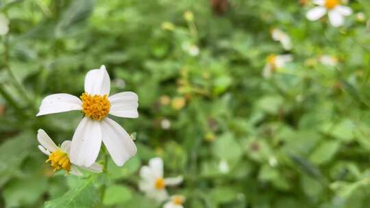 白花鬼针草