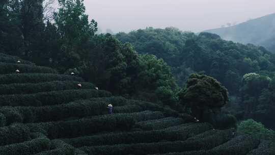 杭州清明采茶