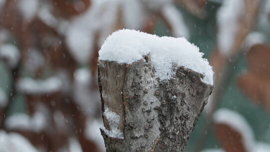 下雪树状慢镜头升格4K实拍空镜