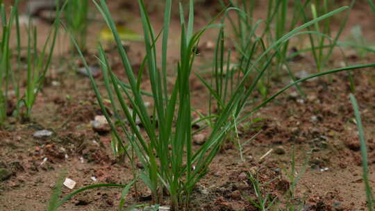 菜地里韭菜种植实拍