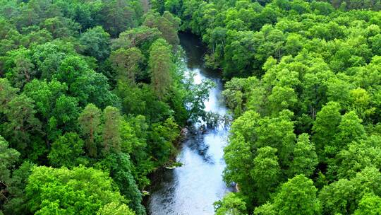 从波兰上空欣赏图乔拉自然公园令人惊叹的河流和古老的绿色森林视频素材模板下载