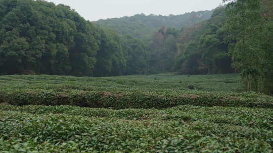 灵隐景区的茶园