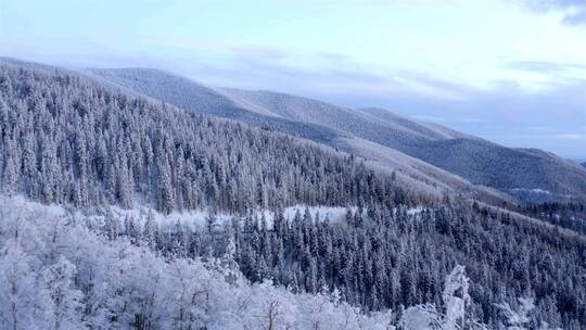 雪松山林景观