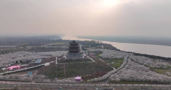 孤柏渡飞黄旅游区樱花园鲜花盛开