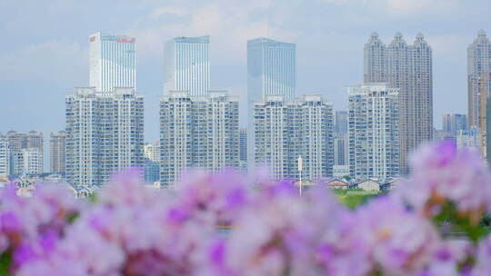 鲜花城市高楼焦点切换