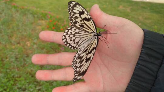 手里的美丽蝴蝶