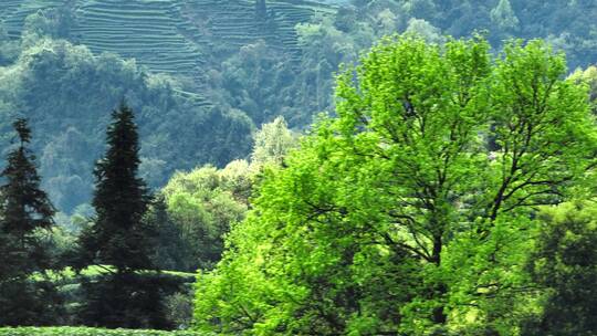 四川雅安大地指纹茶山航拍