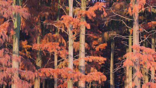 秋天武汉涨渡湖湿地红叶自然保护区水杉