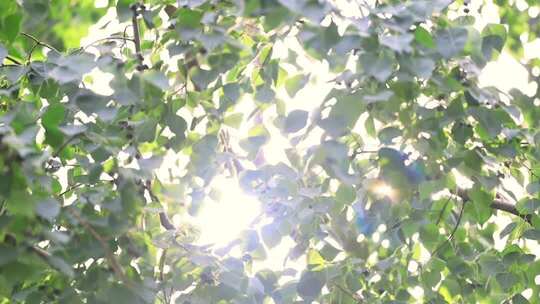 阳光透过枝繁叶茂的树叶照射进来