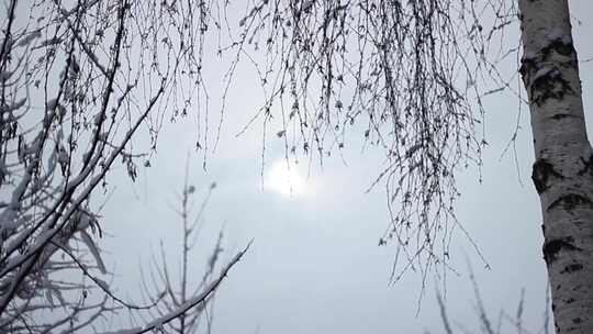 冬天的太阳照射着积雪的树枝