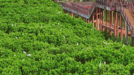 红树林湿地 海边红树林 候鸟 栖息地航拍