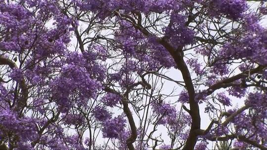 盛开着紫色花的树木