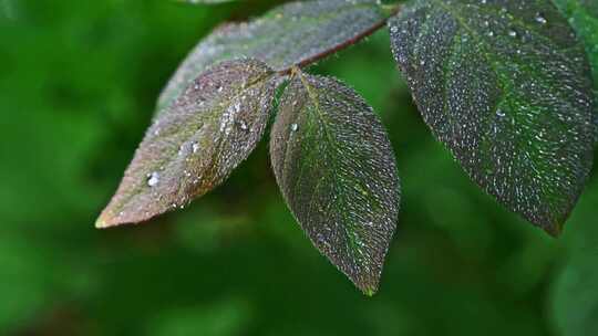 夏季早晨阳光植物叶子上的露水水珠