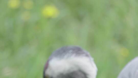 云南普洱丹顶鹤在土中寻找食物特写