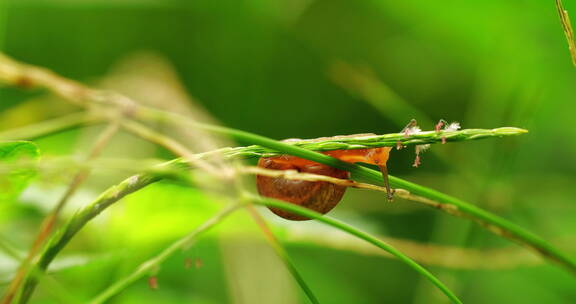 夏天雨后草丛一只可爱蜗牛觅食的特写镜头