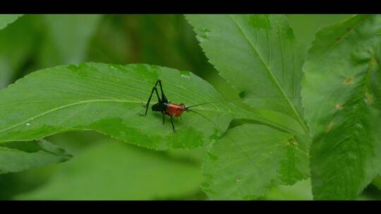 树叶上的小蟋蟀蛐蛐昆虫小动物