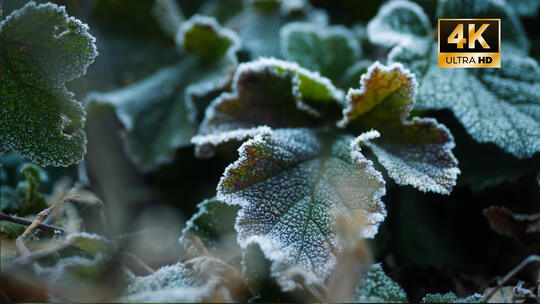 霜冻 霜 冰霜融化 立春霜降立冬小寒大寒