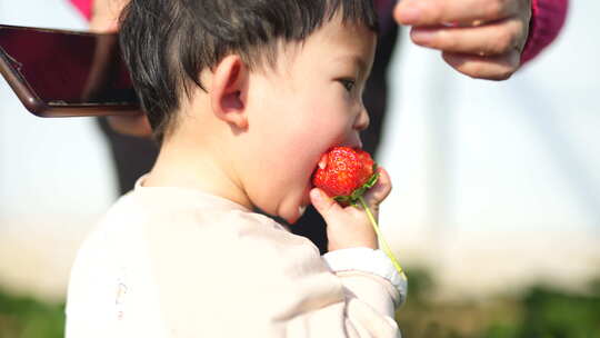 小孩在草莓地 幼儿在草莓地玩耍