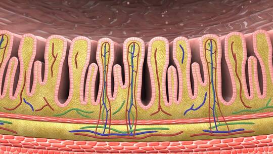 黏膜浆膜胃酸产生壁细胞主细胞小凹型HCI