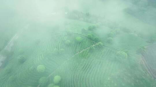 云雾缭绕茶园